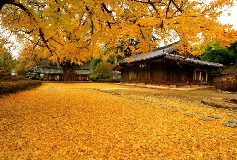 SEOUL – ĐẢO NAMI – CÔNG VIÊN EVERLAND – BẢO TÀNG TRANH 3D – THÁP TRUYỀN HÌNH